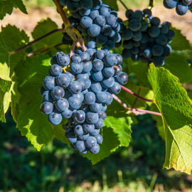 Doğal Hizan Siyah Üzüm Pekmezi - 1 Kg